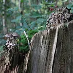 In Veluwe Near Nature Park Дом отдыха
