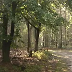 In Veluwe Near Nature Park