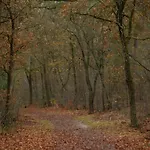 In Veluwe Near Nature Park Вортхёйзен