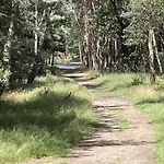 In Veluwe Near Nature Park