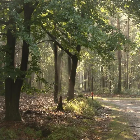 In Veluwe Near Nature Park