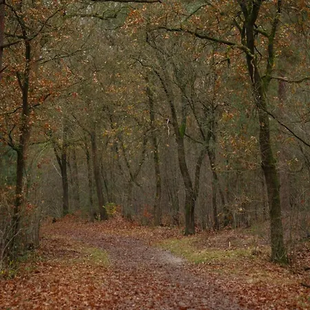In Veluwe Near Nature Park Voorthuizen