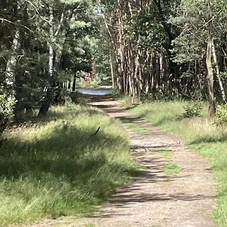 In Veluwe Near Nature Park