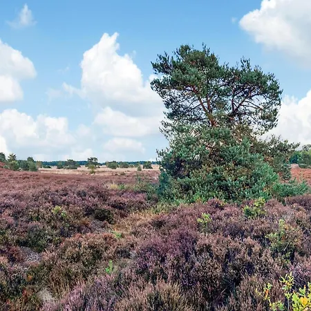 In Veluwe Near Nature Park Voorthuizen