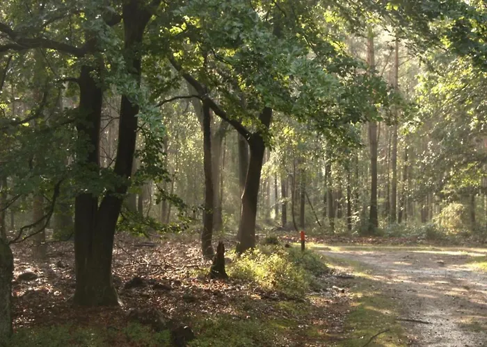 In Veluwe Near Nature Park