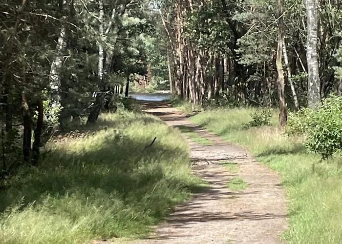 In Veluwe Near Nature Park
