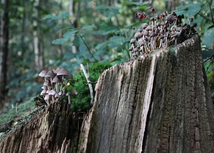 In Veluwe Near Nature Park بيت للعطل